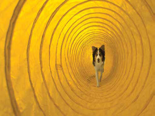 Dog Agility Training Exercise Tunnel
