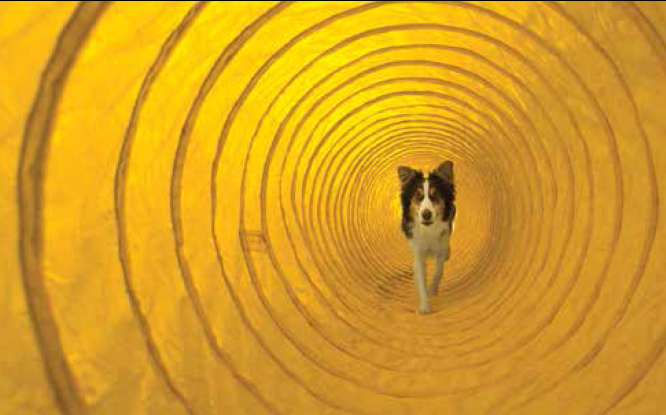 Dog Agility Training Exercise Tunnel